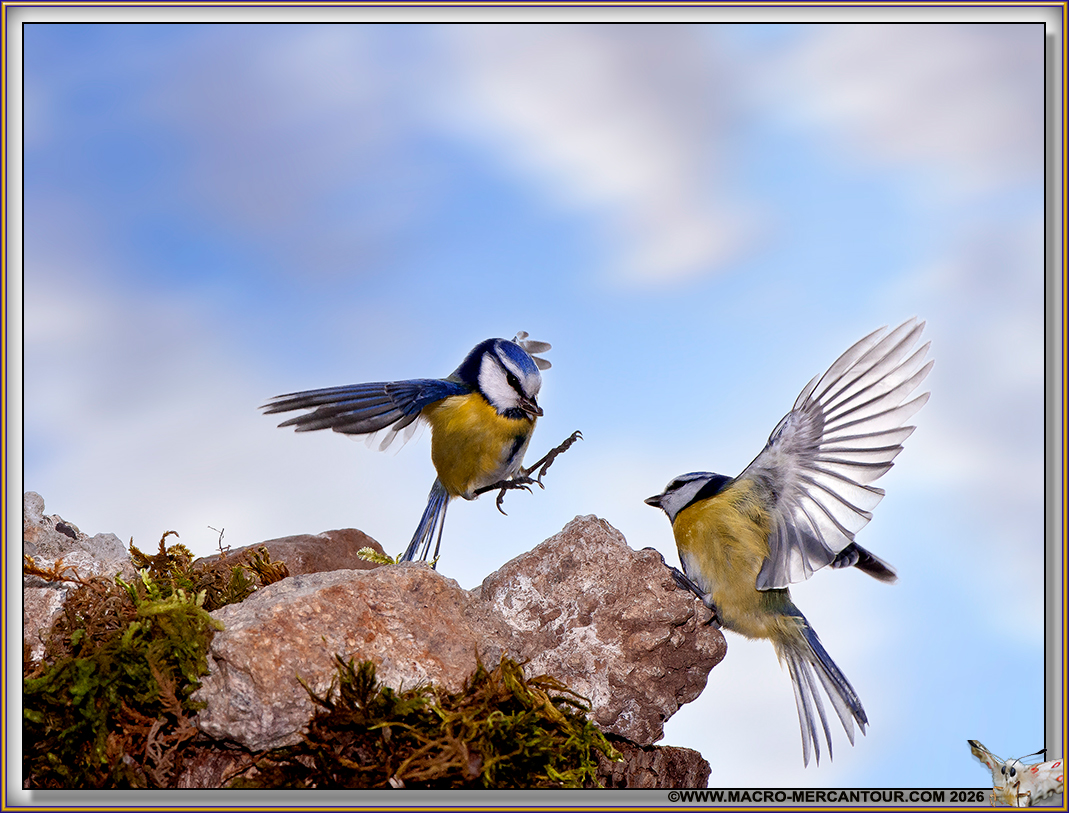 01-MESANGE-BLEUE_50792-32057-D copie (2)